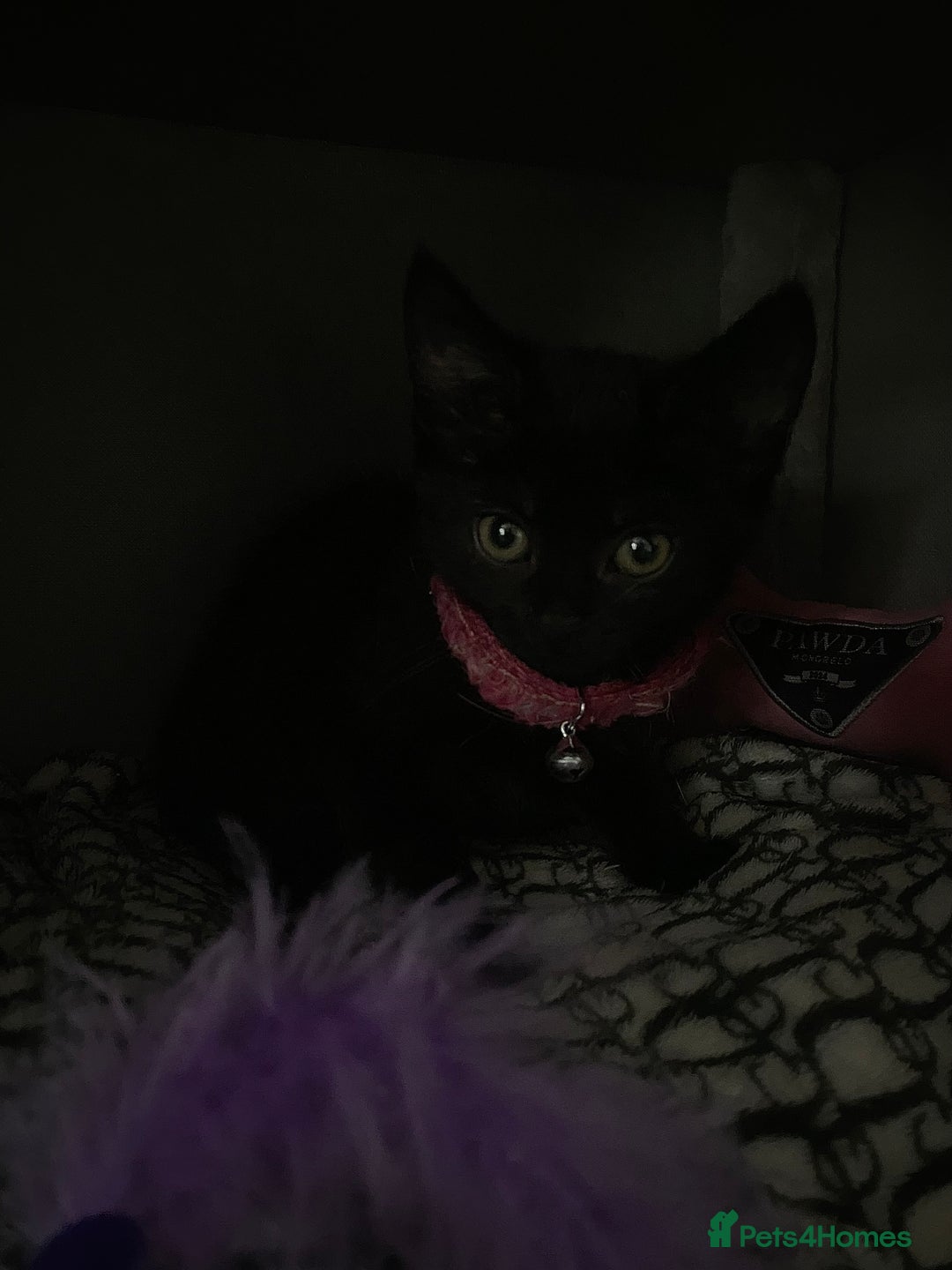 Mixed Breed cats for sale: Beautiful twin kittens  - Image 2