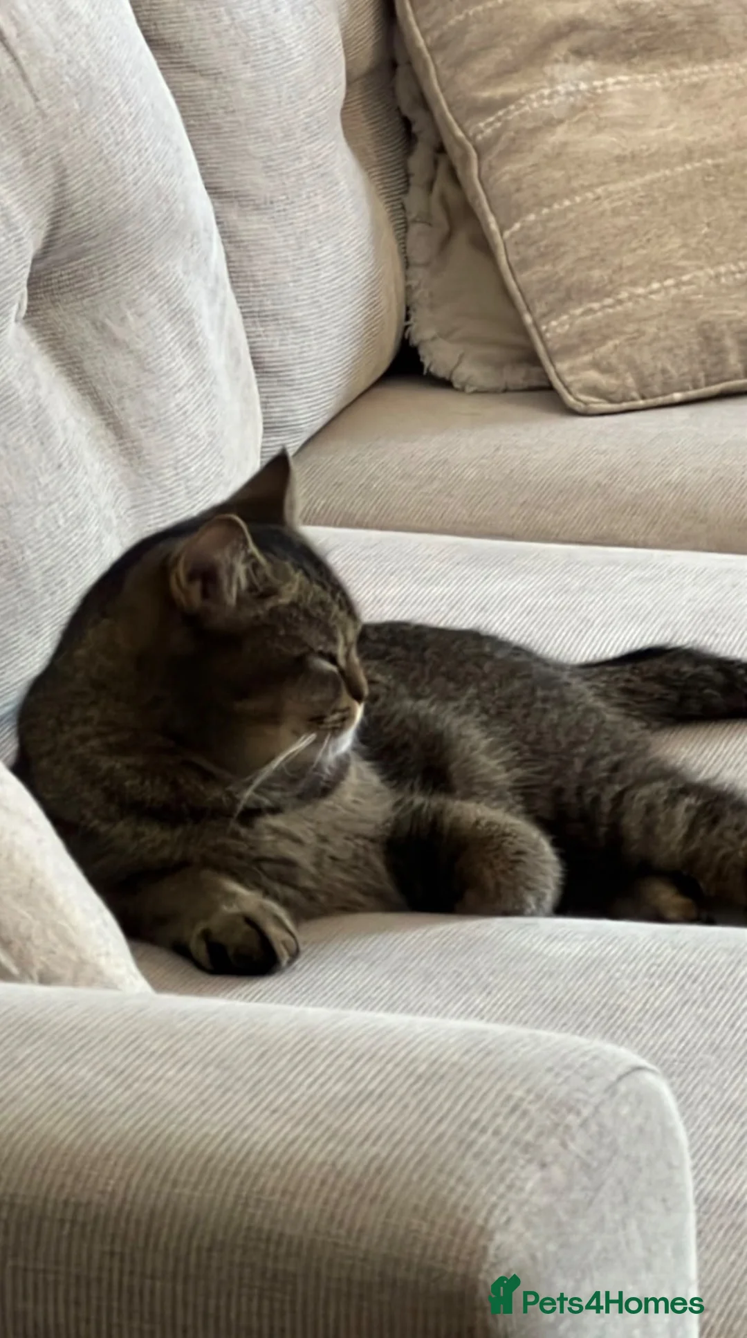 Domestic Shorthair cats for sale: Shorthair  in Brentwood - Advert 2
