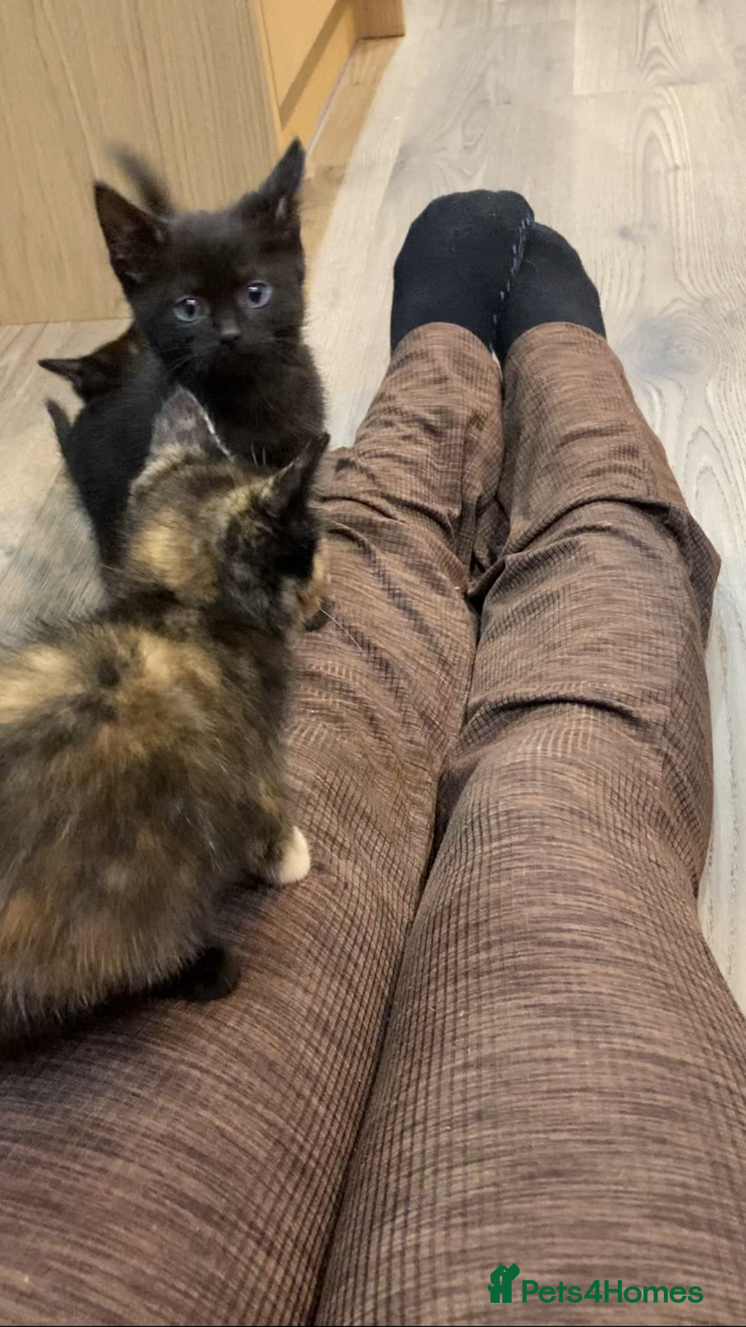 Mixed Breed cats for sale: Semi Longhaired Kittens - Image 25