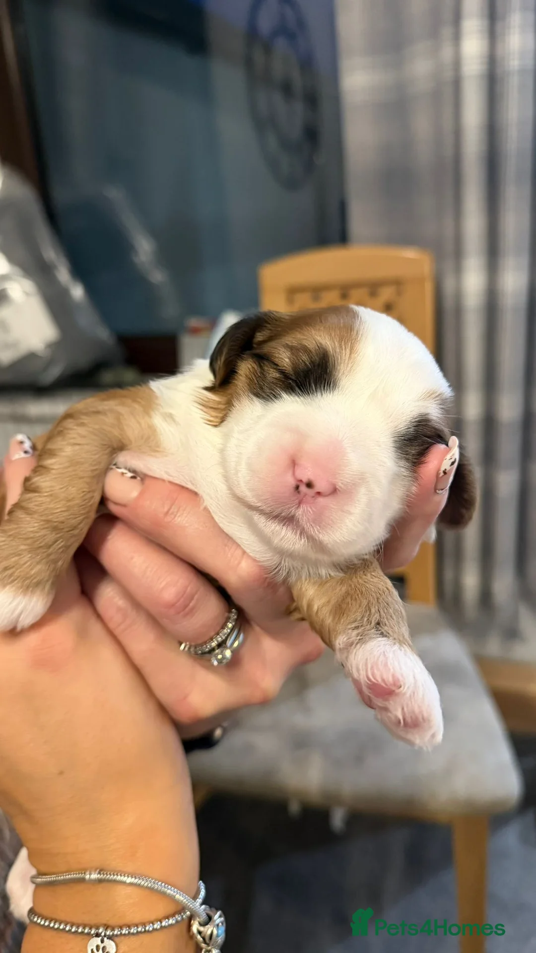 Tibetan Terrier dogs for sale: Kennel club registered Tibetan terrier puppies  - Advert 16