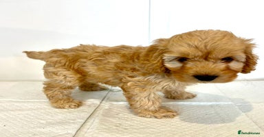 Cockapoo dogs - Advert 2
