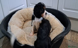 Cavalier King Charles Spaniel dogs for sale: Cavalier King Charles Puppies Available - Image 12