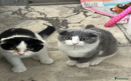 Scottish Fold cats for sale: Kittens  - Image 12