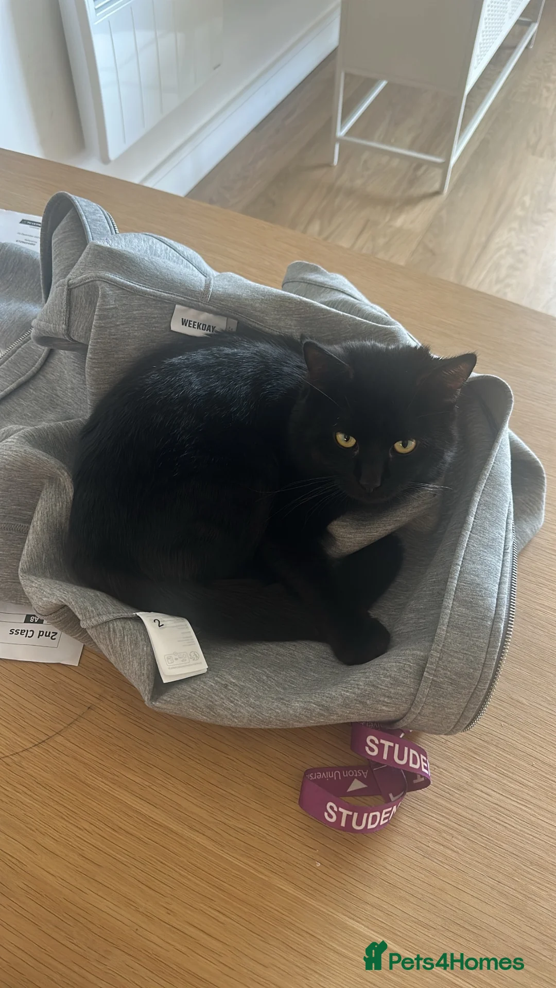 Mixed Breed cats for sale: Mix breed cat in Birmingham - Advert 3