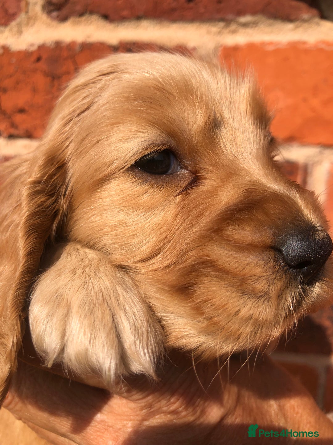 Cocker Spaniel dogs for sale: Pure beautiful show cocker spaniel puppies  - Image 2