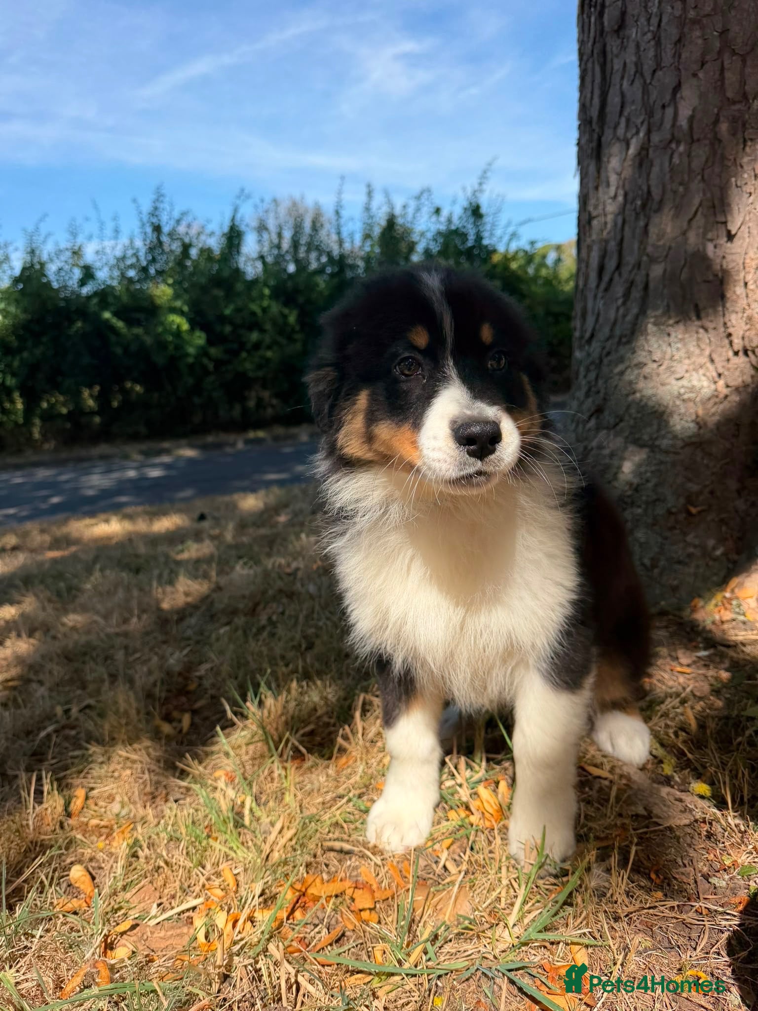 Australian Shepherd dogs Australian Shepherd Puppies still available  - Advert 2