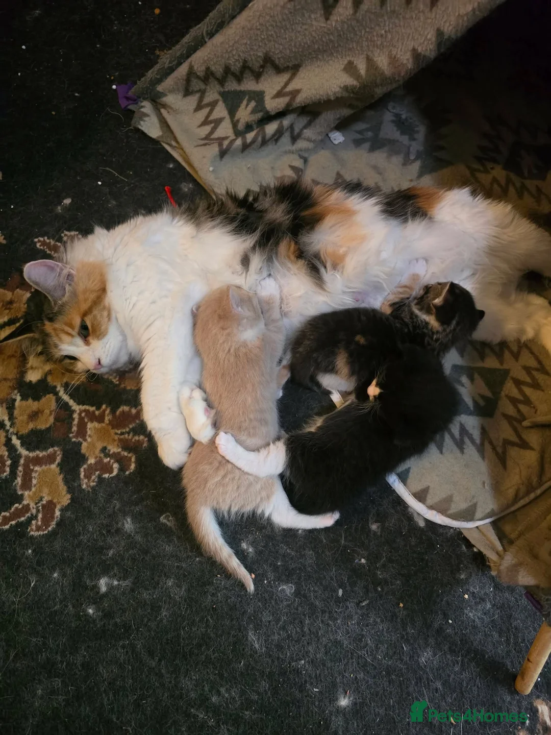 Maine Coon cats for sale: Maine coon cross kittens ready now - Advert 2