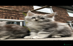 Maine Coon cats for sale: Maine coon kittens ready now - Image 10