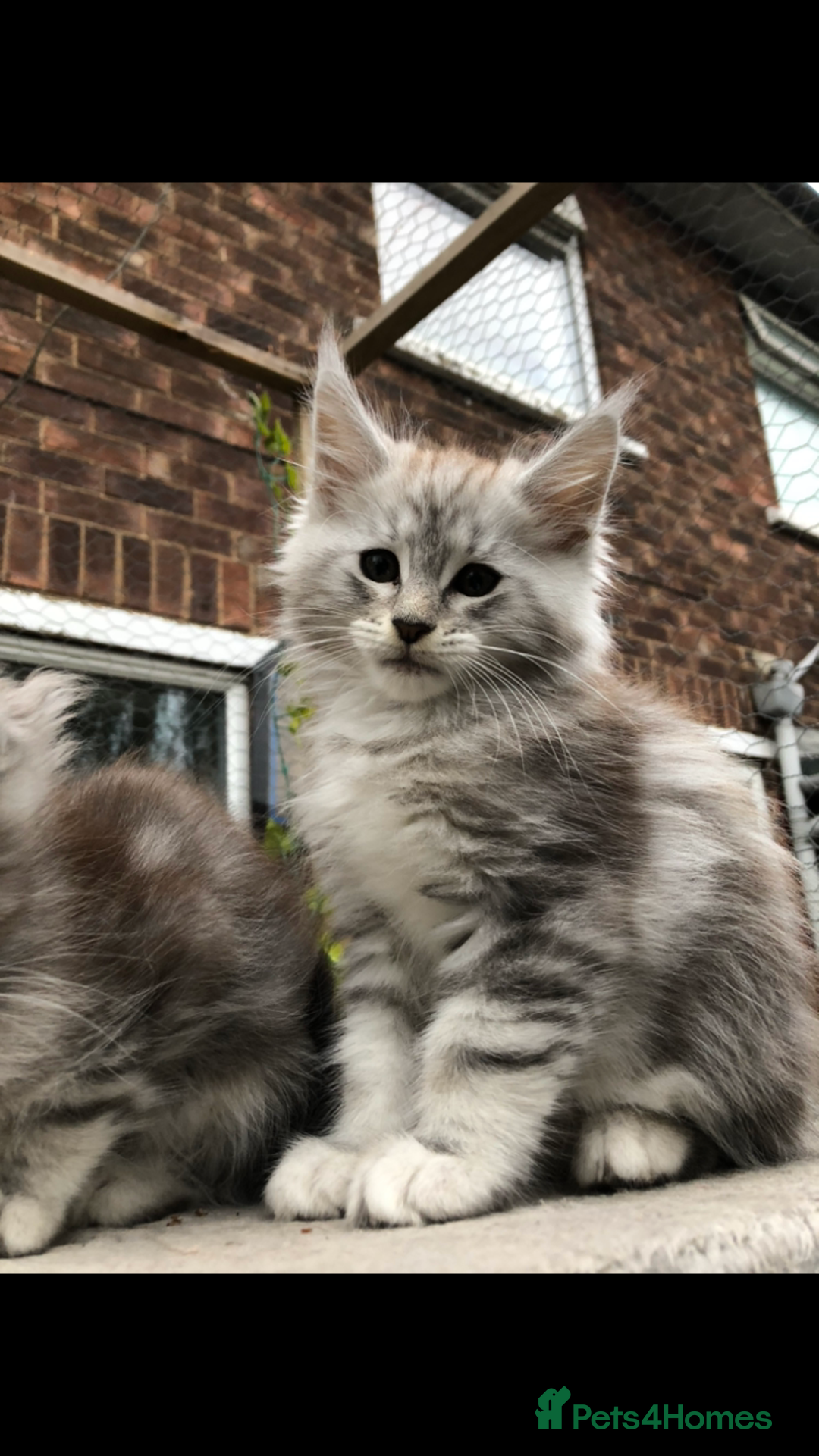 Maine Coon cats for sale: Maine coon kittens ready now - Image 10