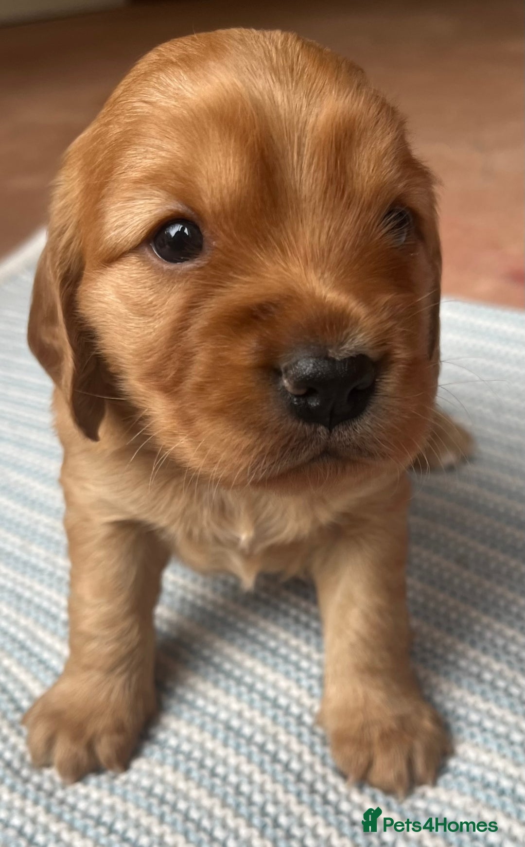 Cockapoo dogs for sale: Cockapoo X Coker spaniel  - Advert 21