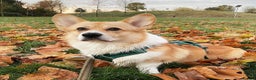 Welsh Corgi Pembroke dogs for sale: Champion bloodlines on both sides, great with kids - Advert 25