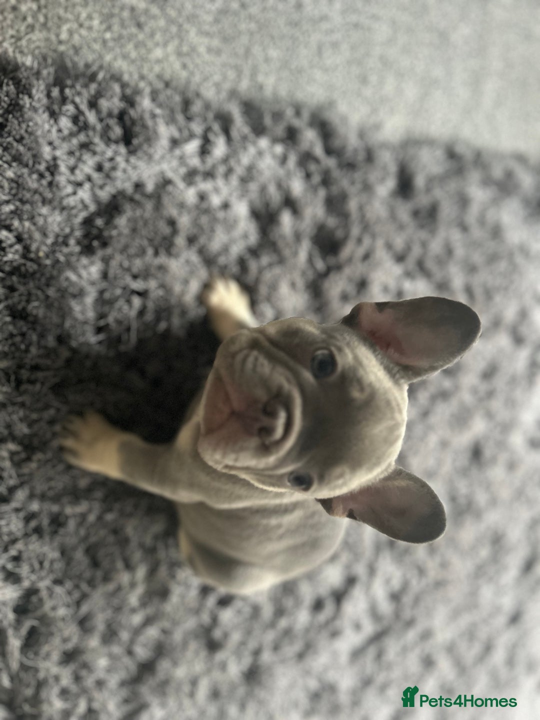 French Bulldog dogs for sale: *READY TO LEAVE* stunning lilac/tan girl frenchie - Image 14