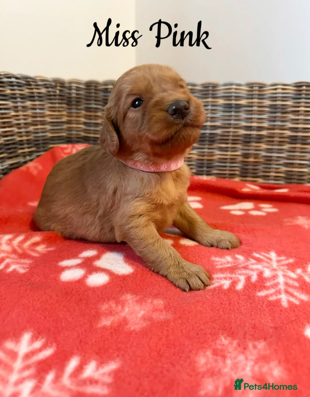 Labradoodle dogs for sale: ⭐️Fully Health Tested F1 Miniature Labradoodles⭐️ - Advert 9