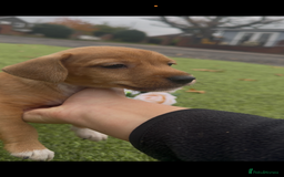 Jack Russell dogs for sale: Tri coloured Jack Russel pups  - Advert 8