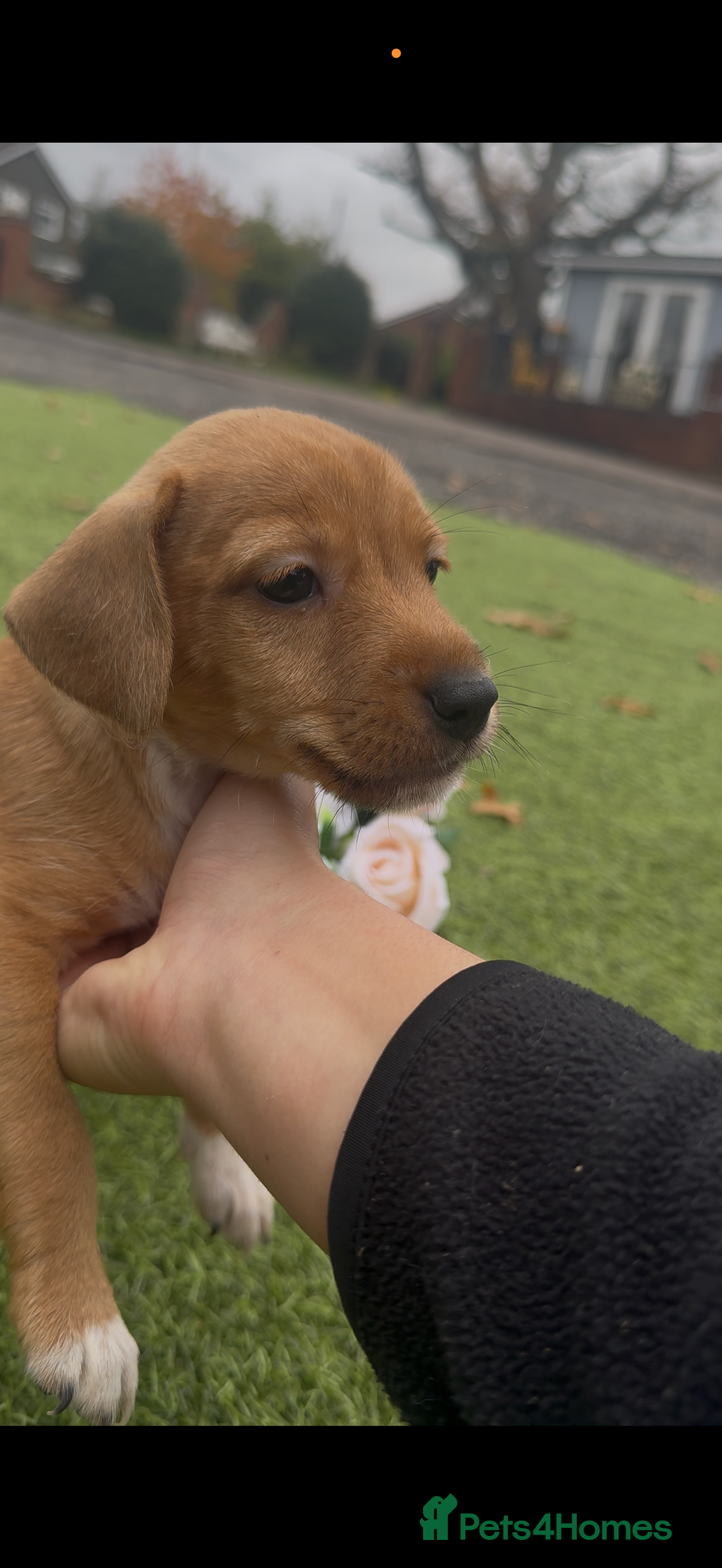 Jack Russell dogs for sale: Tri coloured Jack Russel pups  - Advert 8