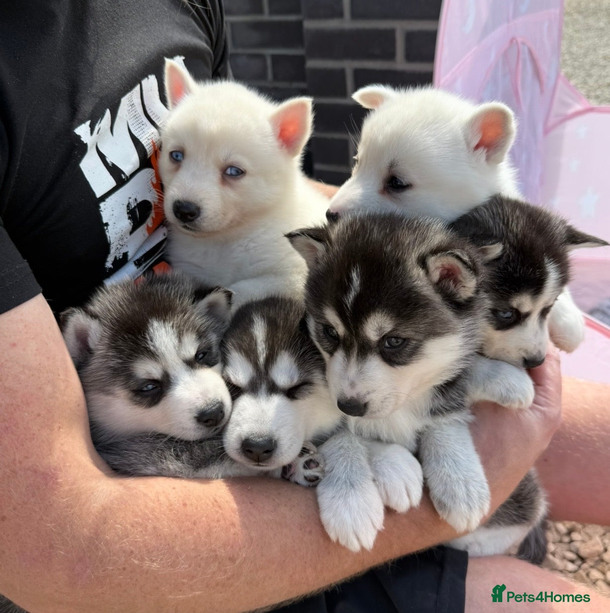 Pomsky dogs Beautiful F4 blue eyed pomsky puppies - Advert 3