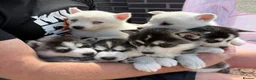 Pomsky dogs for sale: Beautiful F4 blue eyed pomsky puppies - Advert 1
