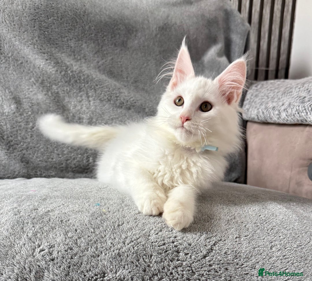 Maine Coon cats for sale: Maine Coon Kittens TICA Registered Cattery  - Image 29