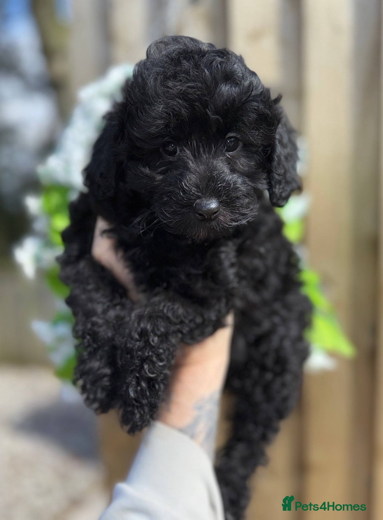 Toy Poodle dogs 🩷💙Beautiful Toy Poodle Puppies💙🩷 - Advert 1