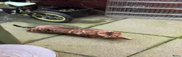 Bengal cats for sale: Ticca registered active male  - Advert 3