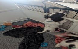 English Springer Spaniel dogs for sale: Adorable Springer Spaniel Puppy Boy - Image 22