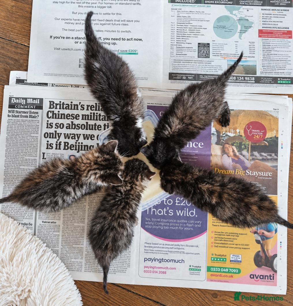 Domestic Shorthair cats Knowledgeable homes required- orphan kittens - Advert 1