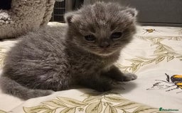 British Shorthair cats for sale: Beautiful British blue short haired kittens  - Image 5