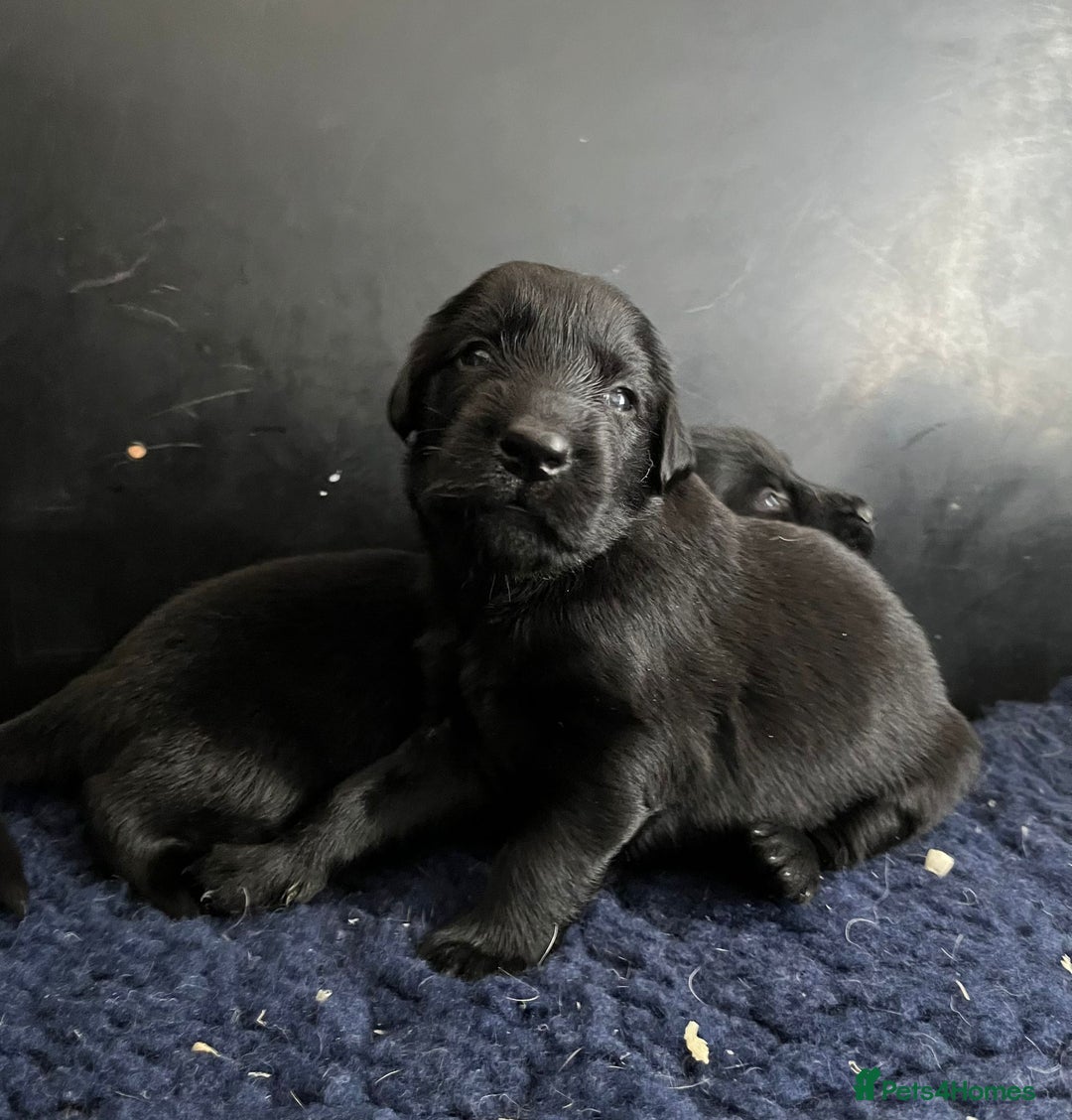 Flat coated Retriever dogs for sale: Superb Flatcoated Retrievers - Image 2