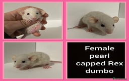 Rat rodents for sale: Adorable dumbo baby rates for sale ♥️ - Advert 16