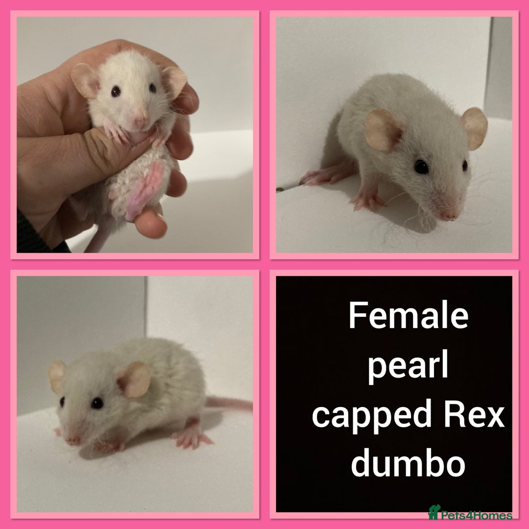 Rat rodents for sale: Adorable dumbo baby rates for sale ♥️ - Advert 16