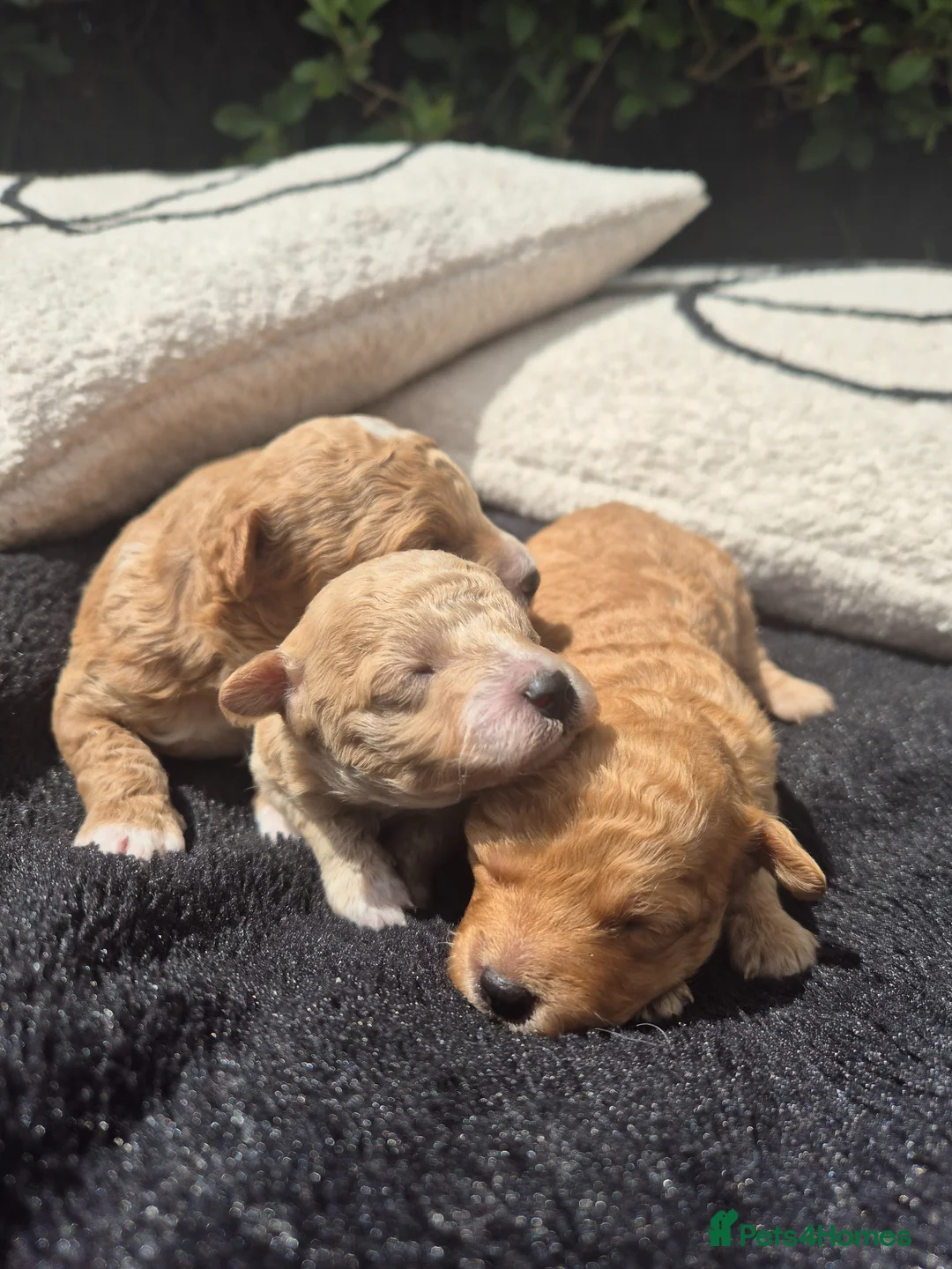 Poochon dogs for sale: Stunning Poochon Puppies Ready 25th June 🐩❤️ in Kilmarnock - Advert 12