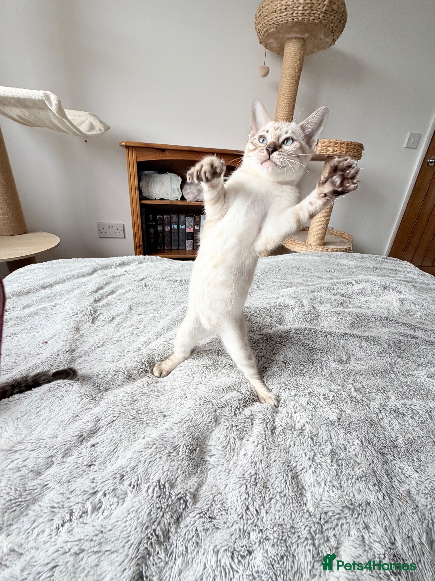 Bengal cats for sale: Affectionate🤗 Pedigree Albino Bengal Kittens 🏆💖 - Advert 1