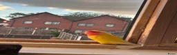 Lovebirds birds for sale: Peach faced lovebird  - Advert 11