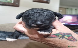 Bedlington Terrier dogs for sale: Bedlington terriers for sale  - Image 5