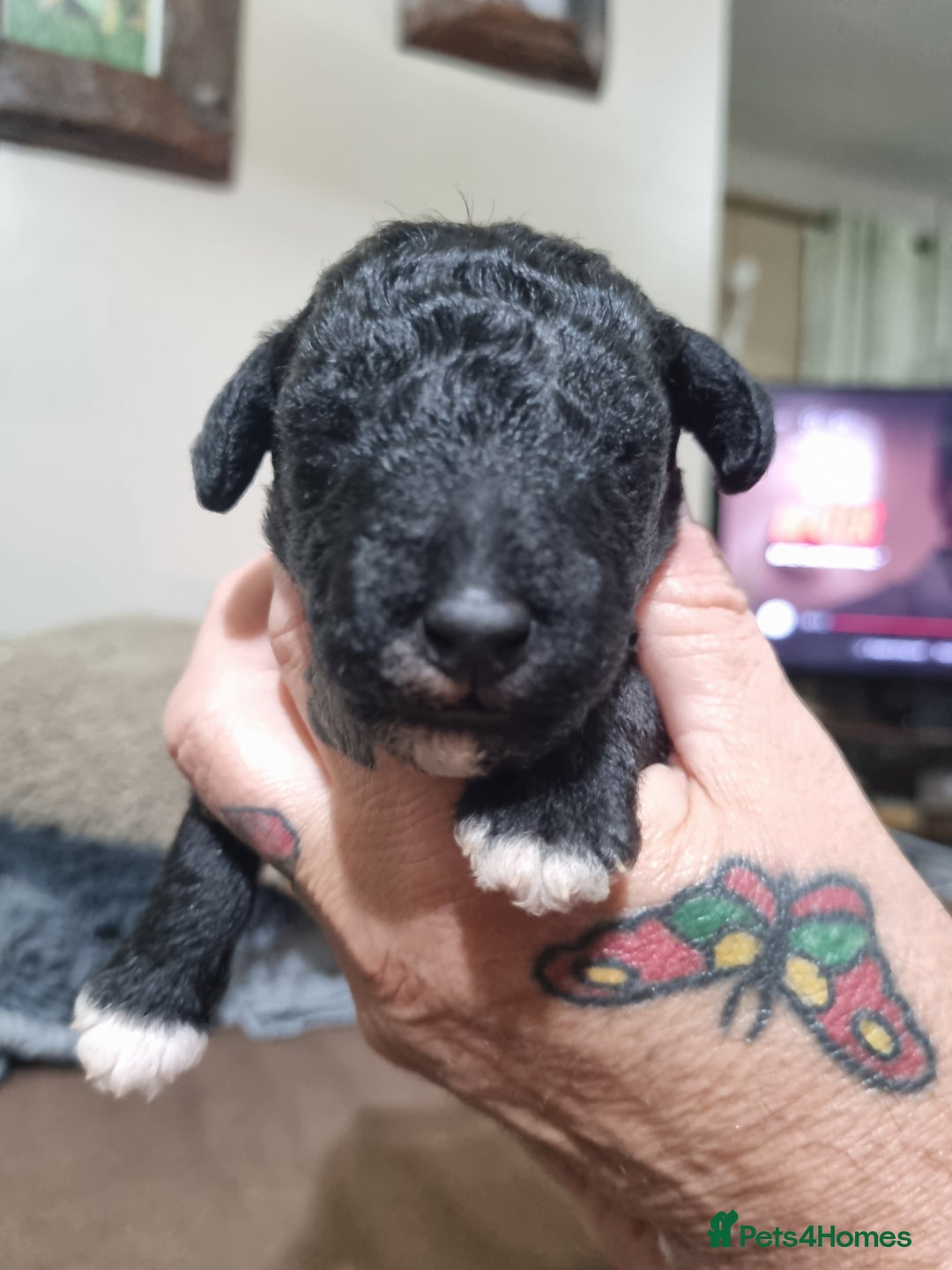 Bedlington Terrier dogs for sale: Bedlington terriers for sale  - Image 5