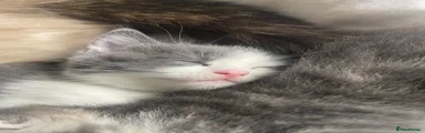 Ragdoll Kitten 2