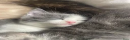 Ragdoll cats for sale: 2 ragdoll cross kittens  in Haddington - Advert 14