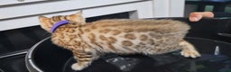 Bengal cats for sale: ✨️Stunning Bengal Babies-Exotic, Playful & Loving - Advert 22