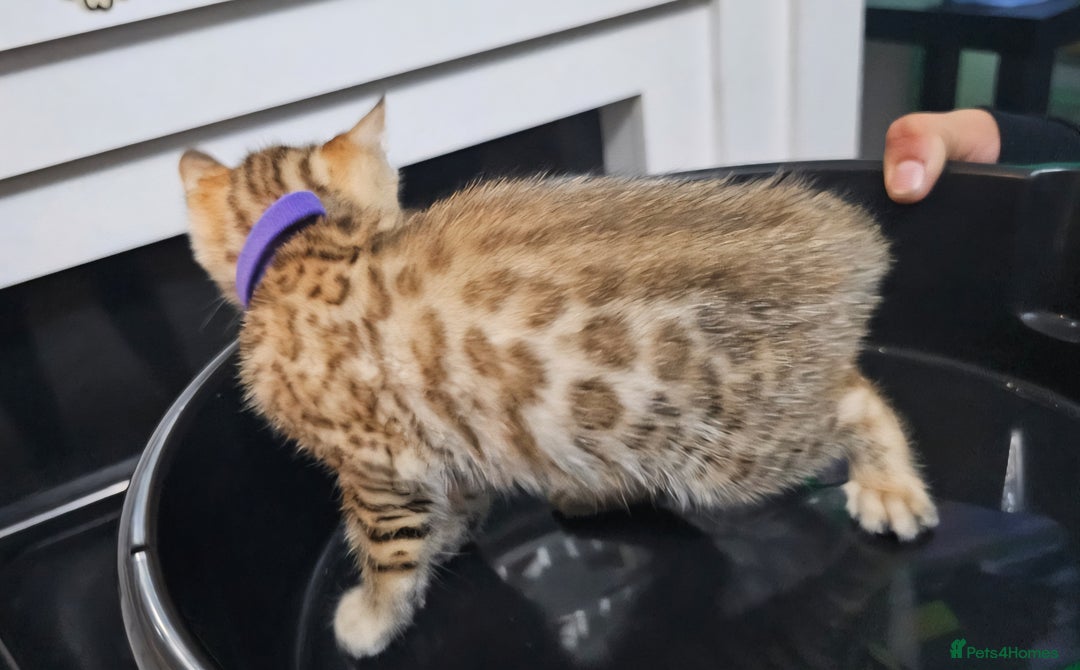 Bengal cats for sale: ✨️Stunning Bengal Babies-Exotic, Playful & Loving - Advert 22