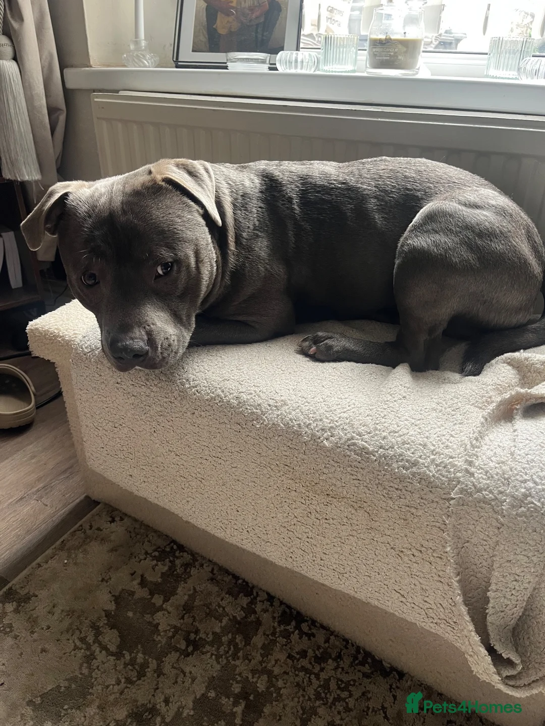 Mixed Breed dogs for sale: Male Blue Staffy in Swansea - Advert 4