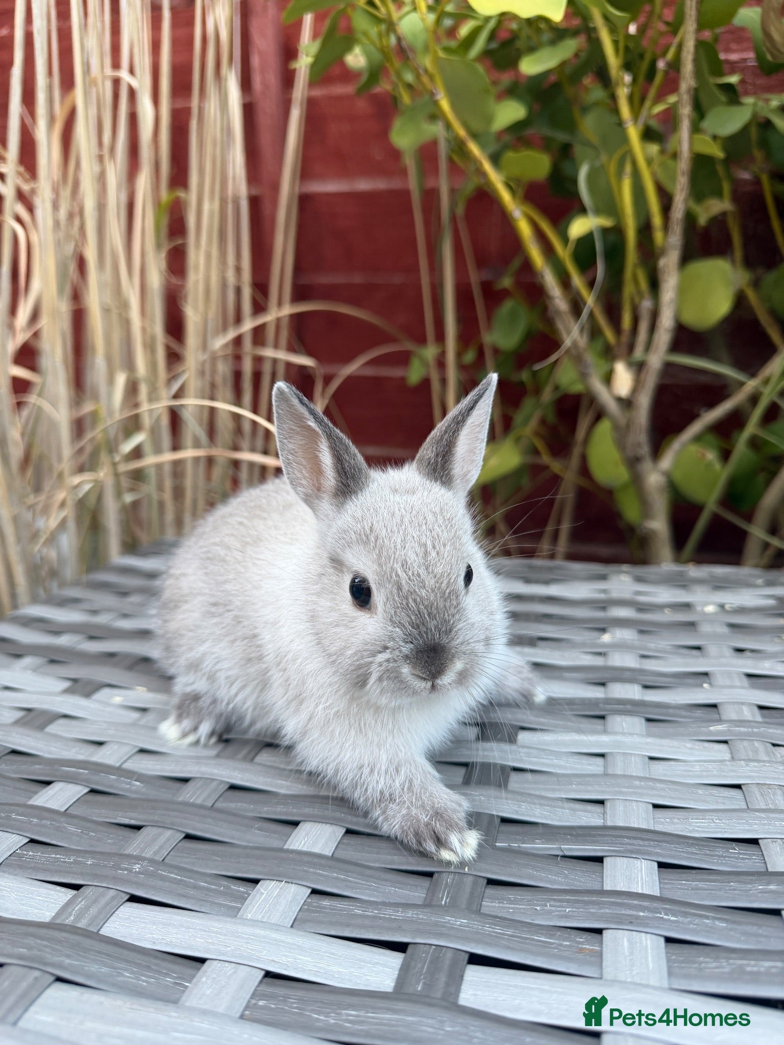 Netherland Dwarf rabbits Purebred Netherland Dwarf - Advert 1