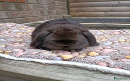 Mini Lop rabbits for sale: **Last one - Mini Lop Girl Bunny  - Image 2