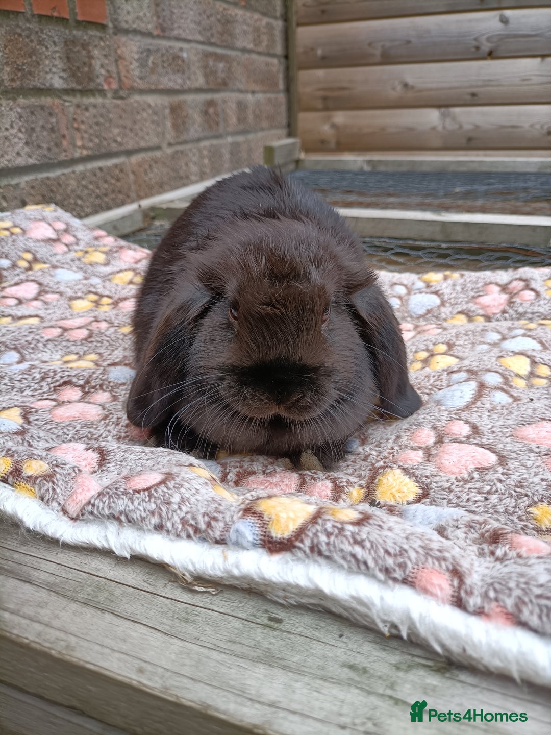 Mini Lop rabbits for sale: **Last one - Mini Lop Girl Bunny  - Image 2