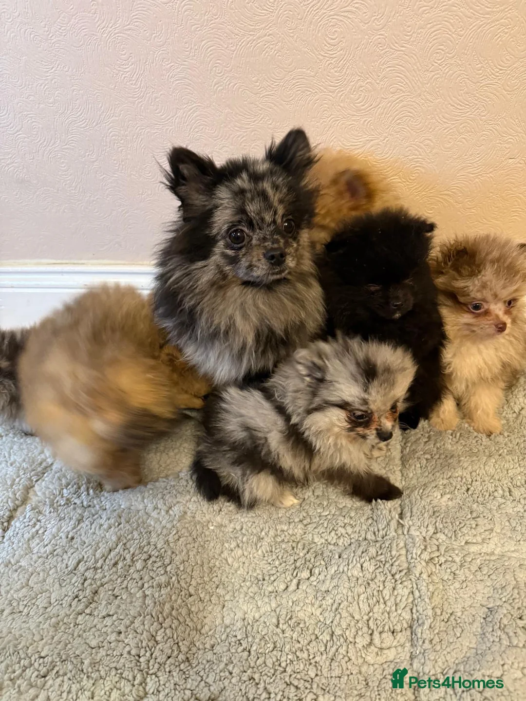 Pomeranian dogs for sale: Pomeranian puppies - Advert 28