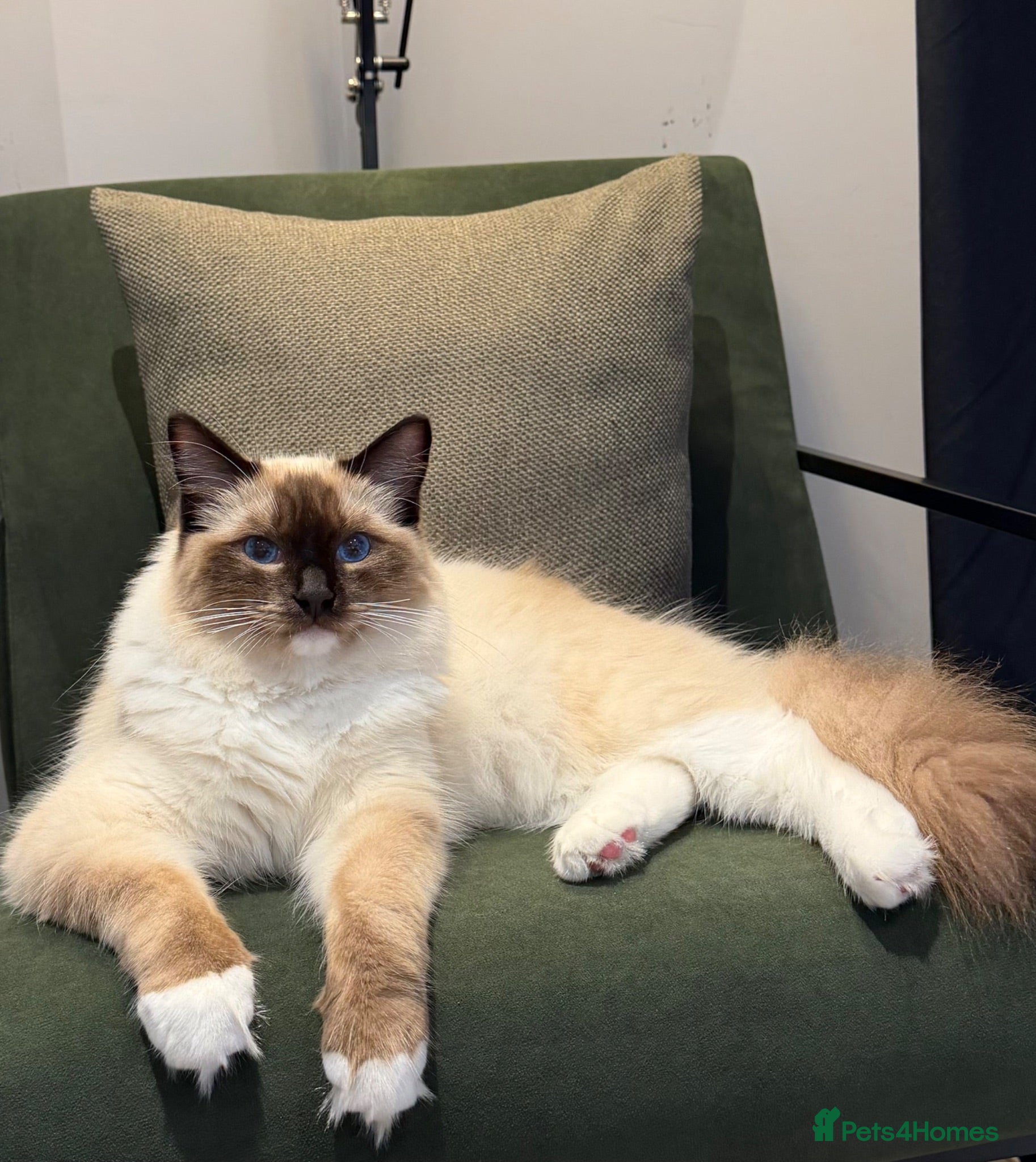 Ragdoll cats Bert & Boris  - Advert 18