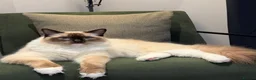 Ragdoll cats for sale: Bert & Boris  - Advert 1