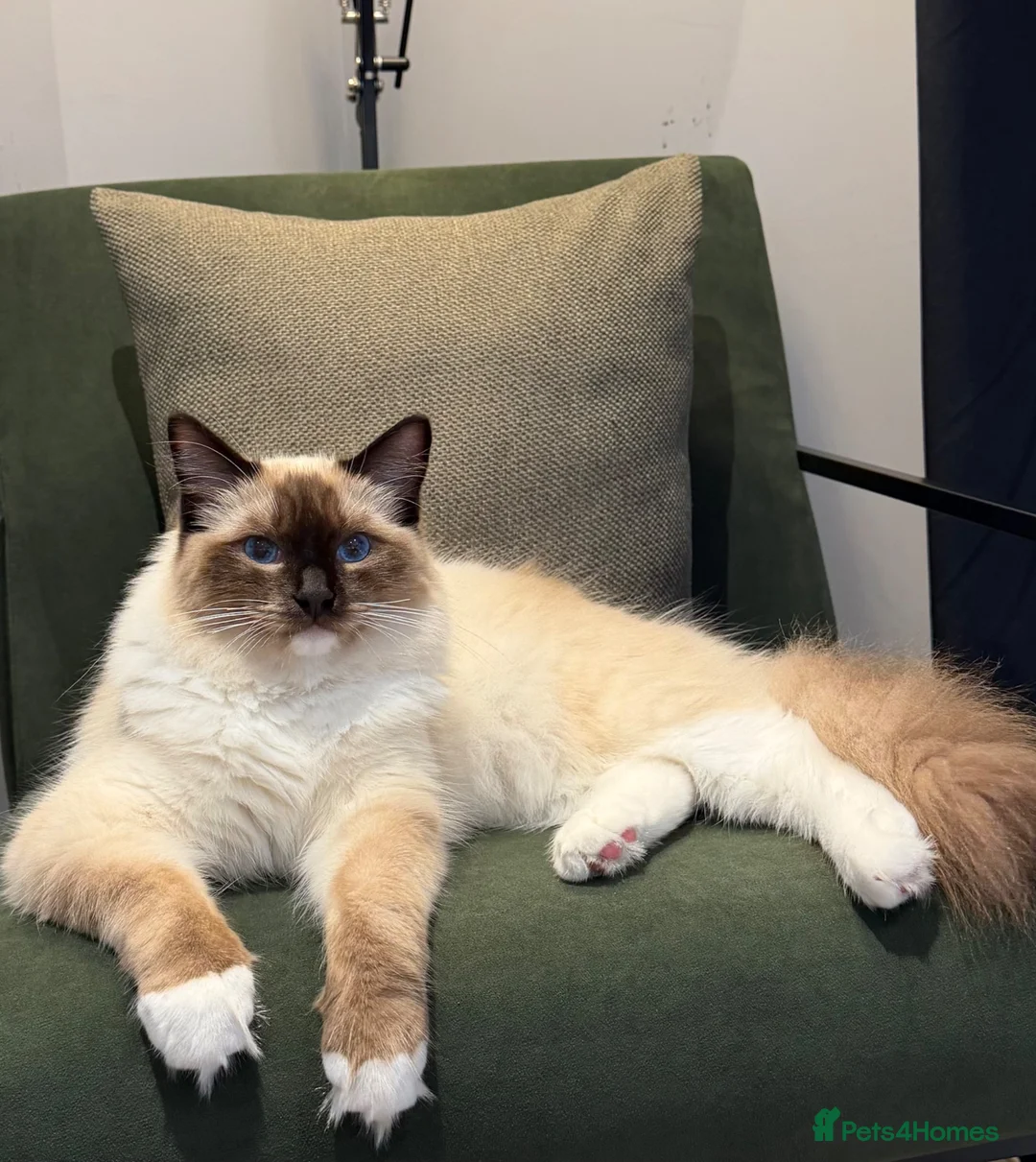Ragdoll cats for sale: Bert & Boris  - Advert 1