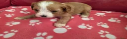 Cavapoo dogs for sale: F1 cavapoos  - Advert 9