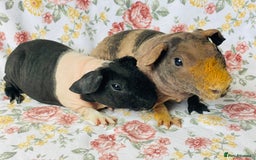 Guinea Pig rodents for sale: Pair of skinny pig baby boys ready now - Image 1