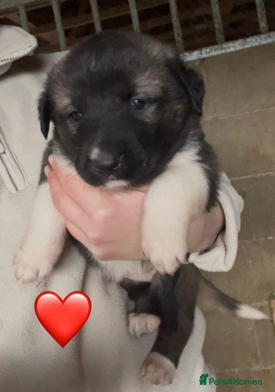 Mixed Breed dogs for sale: Turkish kangal x Caucasian pups  - Advert 4